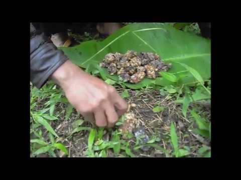 Authentic Wild Kopi Luwak (Civet Coffee) Process - JPW Coffee Authentic Wild Kopi Luwak (Civet Coffee) Process - JPW Coffee