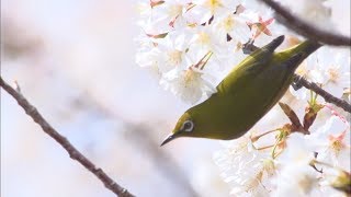 벚나무의 꿀을 빨아먹는 동박새