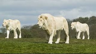 Lion Documentary National Geographic Sacred Lions White Lions Special Hd 2016