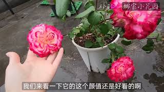 开始入月季苗：西班牙舞娘、美景，开箱上盆介绍Starting to Enter the Rose Seedling: Spanish Dance