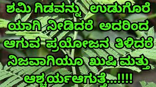 ಶಮಿ ವೃಕ್ಷ ಶನಿ ದೇವರಿಗೆ ಹಾಗೂ ಶಿವ ದೇವರಿಗೆ ಇಷ್ಟವಾದದ್ದು!ಓಂ ನಮಃ ಶಿವಾಯ 🕉️💜ಕುತ್ತಾರ್ ಕೊರಗಜ್ಜ 🙏🏻@shivayam_