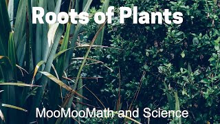 Plant Root Structure