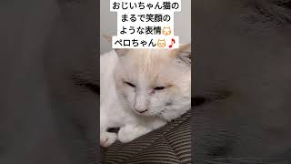 #保護猫#ペロちゃん#笑顔#猫のいる暮らし #shorts