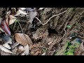 hunting and harvesting wasp nest hornets hunting technique tangkhul naga style rapuinao