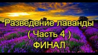 ЛАВАНДА - РАЗМНОЖЕНИЕ ЧЕРЕНКОВАНИЕМ (Часть 4). Финал.