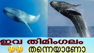 പത്ത്  ആനെയെക്കാൾ വലിപ്പം കൂടിയ നീല തിമിംഗലം||blue whale 🐳 ||fishing facts malayalam......