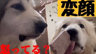 【ライバルは娘】おいちおいちは特別だから譲れないナウシカ【Great Pyrenees】