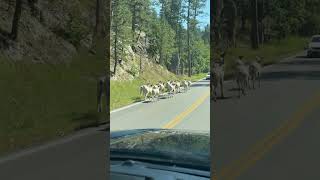 Big Horn Sheep Run Along Road and Jump Randomly as Pack Walks