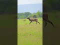 black buck running 4k 120p wildlife nature rollapadu nationalpark animals animal