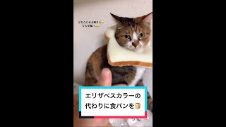 病院でもらったエリザベスカラーを嫌がるので、代わりを食パンにしてみた時のぽんちゃんを見つけたので投稿🤣🍞#2年前#みなさんこんばんは #猫のいる暮らし #猫のいる生活 #うちの猫をみてくれ #食