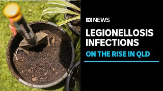 Legionella longbeachae infections on the rise in Queensland | ABC News