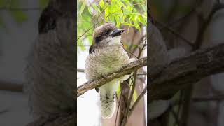 Kookaburra 🦤 (ஆஸ்திரேலியா மற்றும் நியூ கினியா பூர்வீக பறவை)