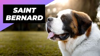 Saint Bernard 🐶 One Of The Laziest Dog Breeds In The World #shorts