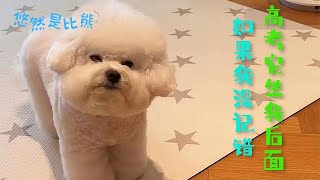 【悠然是比熊】它能聽懂多少人話？它是不是成精了？！#萌宠 #萌宠日常记录 #萌宠成精了 #狗狗 #比熊犬 #搞笑 #熱門 #推薦