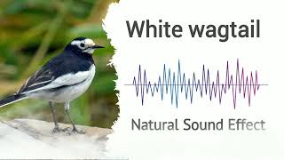 White wagtail | Natural Sound Effects