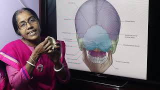 Lecture On Occipital Bone