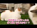 癌で亡くなった先代猫ちゃん…本当にありがとうね【関西弁でしゃべる猫】 【猫アテレコ】