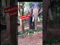 ഇവനാണ് ആ കൊമ്പൻ youtube shorts malayalam comedy viral funnyvideo