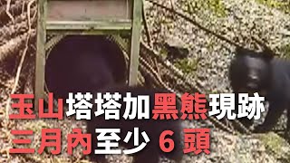 玉山塔塔加黑熊現跡 三月內至少6頭【央廣新聞】