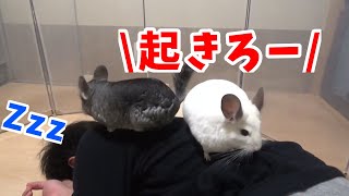 【チンチラ】部屋んぽ中に寝る飼い主を踏みつけるチンチラ３兄弟