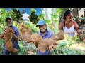 how to dig Giant yellow yam Auntie Rosie Farm in St Elizabeth welcome to the Bread Basket