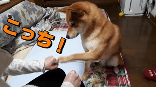 柴犬　お母さんの「ゴムはどっちの手にある？」を見事に当てる  Shiba Inu answered the question \