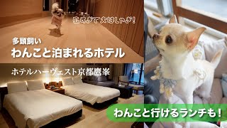 【犬と泊まれる宿】京都にある客室露天風呂付きの広いお宿 / 2匹以上OK / わんこと行けるランチカフェ