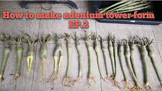 How to make adenium tower form EP.2