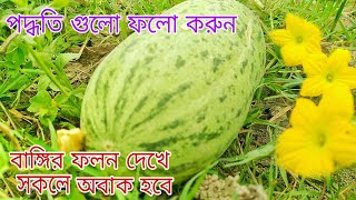 বাঙ্গির ফলন বৃদ্ধির কৌশল। বাঙ্গি চাষ পদ্ধতি। বাঙ্গির রোগ জীবানু দমন পদ্ধতি।