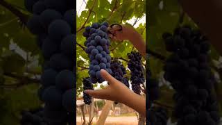 Wonderful grape Harvest #grape #shorts #harvest #panen #anggur #satisfying #subscribe