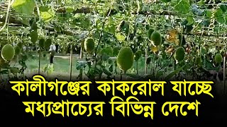 কালীগঞ্জের কাকরোল যাচ্ছে মধ্যপ্রাচ্যের বিভিন্ন দেশে | RisingBD