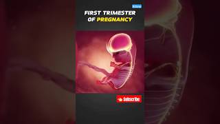 First Trimester of Pregnancy 3D animation #medical #3danimation #shortvideo #shorts #short