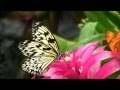 Michael e - The Butterfly Effect *k~kat jazz café*  The Smoothjazz Loft