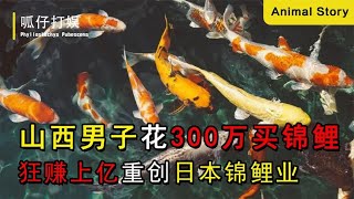 山西男子花300万买锦鲤，潜伏四年狂赚上亿，重创日本锦鲤业