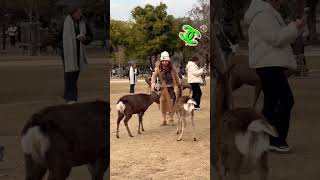 鹿と楽しむ外国人観光客🫎NARA PARK