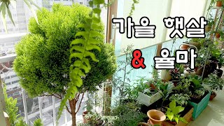 SUB) 율마 키우기 Goldcrest Wilma/ 베란다 정원/ 가드닝