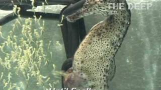 Download Male seahorse giving birth at The Deep Hull mp3