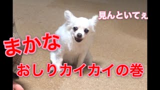 【＃５６】アテレコチワワ🐶：おしりカイカイでモジモジくんになった💖