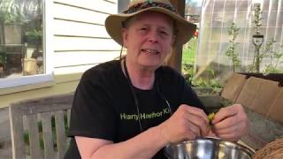Post Harvest Dandelion Processing