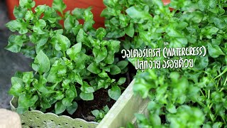 วอเตอร์เครส (Watercress) ปลูกง่าย อร่อยด้วย ปลูกผักช่วงกักตัว