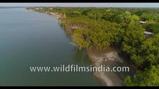 Sundarbans riverine delta coastline, with mangrove swamps and cultivation: aerial 4K