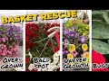 Hanging Basket Rescue: fixing the most common container problems