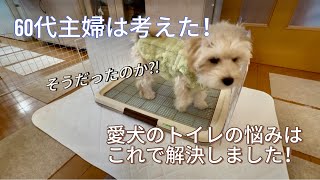 【マルプー】トイレの悩みはこんな感じで解決しました！ #マルプー #ミックス犬 #トイレの悩み #犬のトイレ #60代夫婦 #ハンドメイド