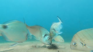 Sea breams eating sea ​​urchin on the bottom of Mediterranean Sea - Fish behavior