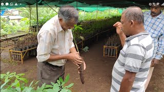 (part-21) റബ്ബർ തൈകൾ തോട്ടത്തിൽ നടുന്നതിന് മുൻപ് അറിയേണ്ടത്