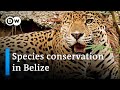 Belize: Animal protection during the coronavirus pandemic | Global Ideas