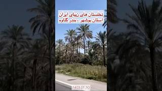 اینجا استان بوشهر، بندر گناوه، نخلستان های آبپخش زیبا، سرسبز و بلند 🌴