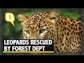 The Quint: Three Leopards Rescued from Residential Area in Gujarat