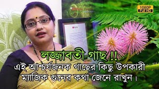 লজ্জাবতী গাছ!! এই আশ্চর্যজনক গাছের কিছু উপকারী ম্যাজিক গুনের কথা জেনে রাখুন। | EP 426