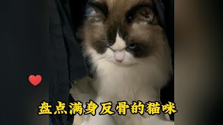 盘点满身反骨的猫咪，小猫咪能有什么坏心眼呢？无非就是满脸不服的想咬你罢了！#反骨 #猫咪 #喵星人